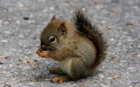Squirrel-